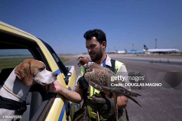 Marcos Cruz, biologist and fauna management coordinator at Belo Horizonte International Airport, is seen with Aurora, a Saker falcon, and Martin, an...