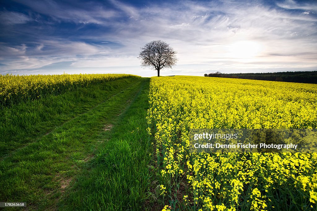 Rape field in spring