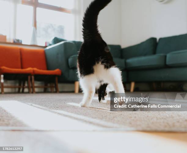 the back end of a black and white cat - animal back stock pictures, royalty-free photos & images