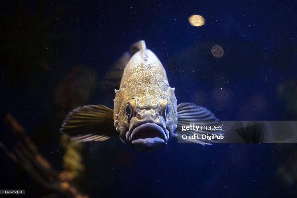 Schegel's black rockfish