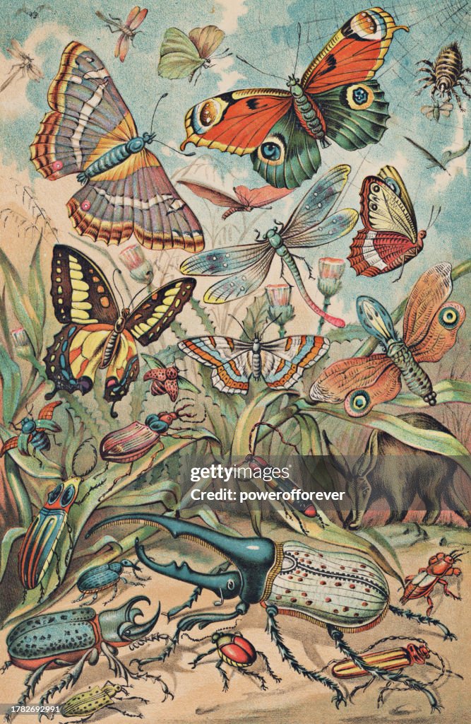 19 Insects Various Different Species Of Insects 19th Century High-Res Vector ...