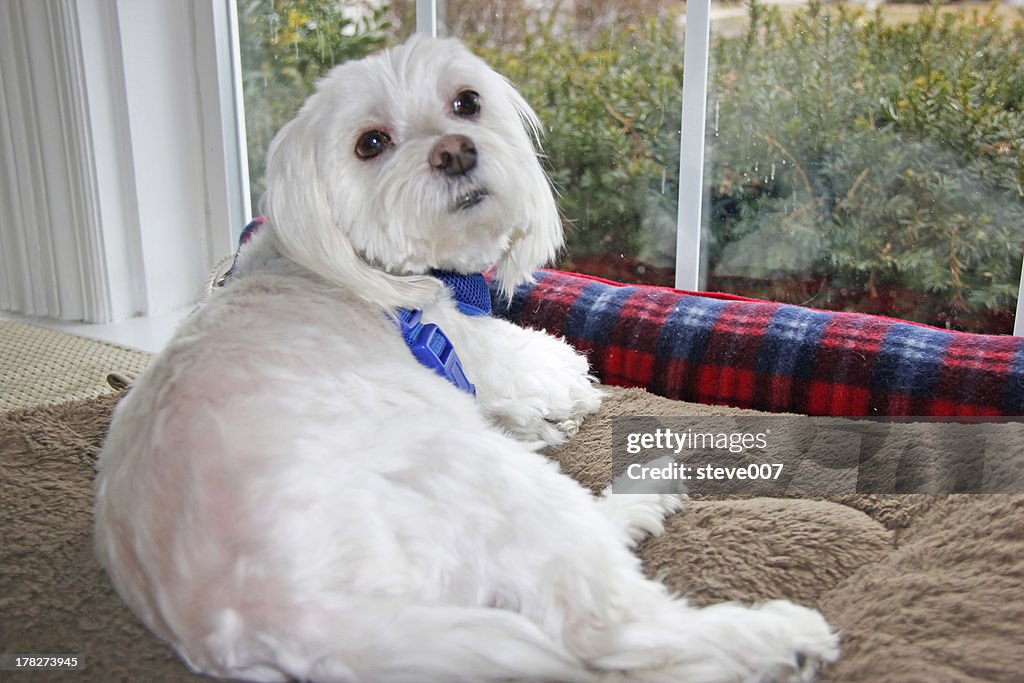 White maltese dog