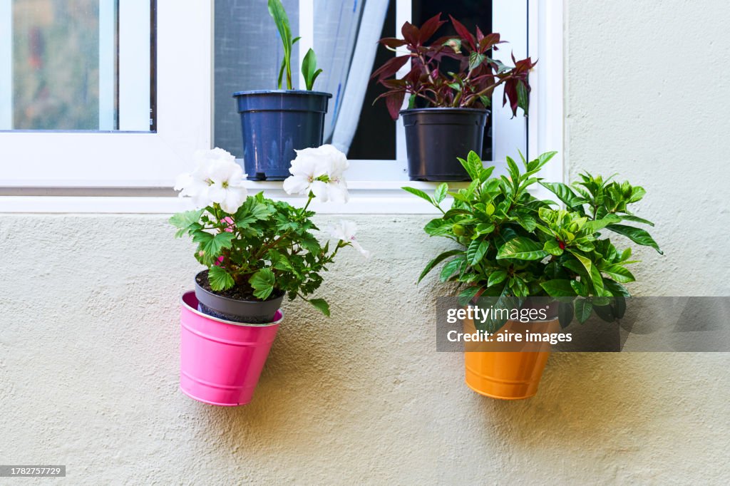 Front view of plant baskets hanging on the exterior wall of a house with the curtains window open