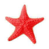 The Common Caribbean Starfish.