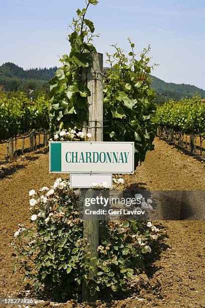 chardonnay vineyard - chardonnay grape 個照片及圖片檔
