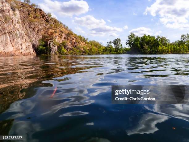 schwimmen im wasserloch - darwin australia stock-fotos und bilder