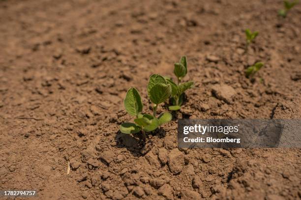 Soybean sprouts at a farm in the town of Serodino, Santa Fe province, Argentina, on Thursday, Nov. 9, 2023. The agriculture industry portrays...