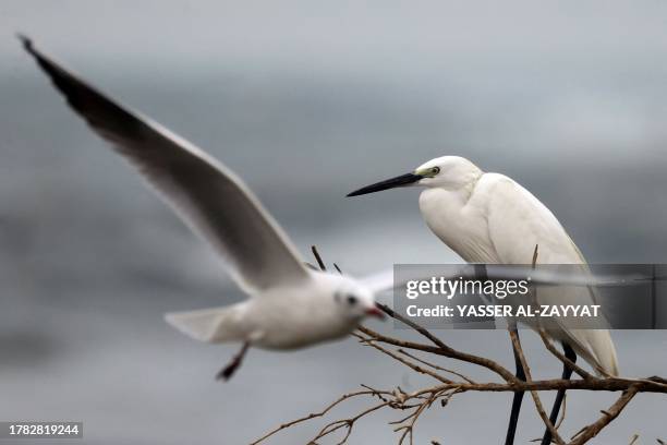 Seagull flies past a heron at a beach in Kuwait City on November 15, 2023.