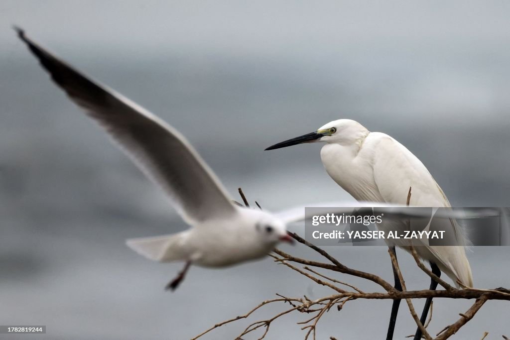 KUWAIT-NATURE-BIRDS