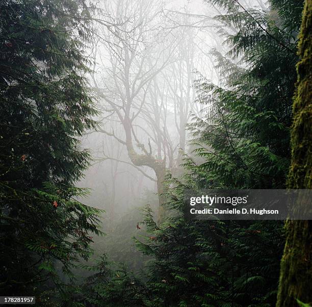 bare tree seen through forest of evergreens - bare tree bildbanksfoton och bilder