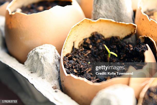 small seedling in egg shell - eggshell stock pictures, royalty-free photos & images