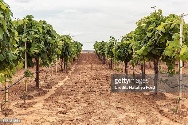 vineyard - grapevine texas stock pictures, royalty-free photos & images