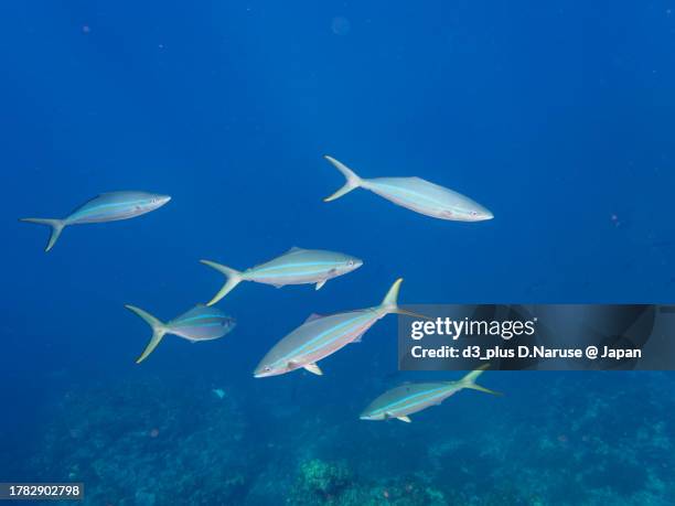 a school of the powerful rainbow runner attacking a large school of silver-stripe round herrings, 

hirizo beach, nakagi, south izu, kamo-gun, izu peninsula, shizuoka, japan,
photo taken october 28, 2023.
in underwater photography. - japanese amberjack stock pictures, royalty-free photos & images