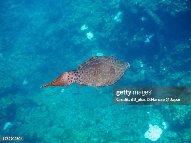 the mysterious scrawled filefish, 

hirizo beach, nakagi, south izu, kamo-gun, izu peninsula, shizuoka, japan,
photo taken october 28, 2023.
in underwater photography. - scrawled stock pictures, royalty-free photos & images