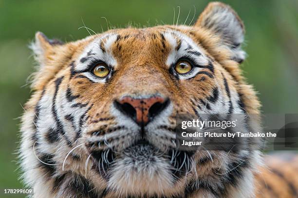 tiger funny portrait - siberian tiger stock pictures, royalty-free photos & images