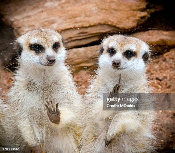 Meerkats