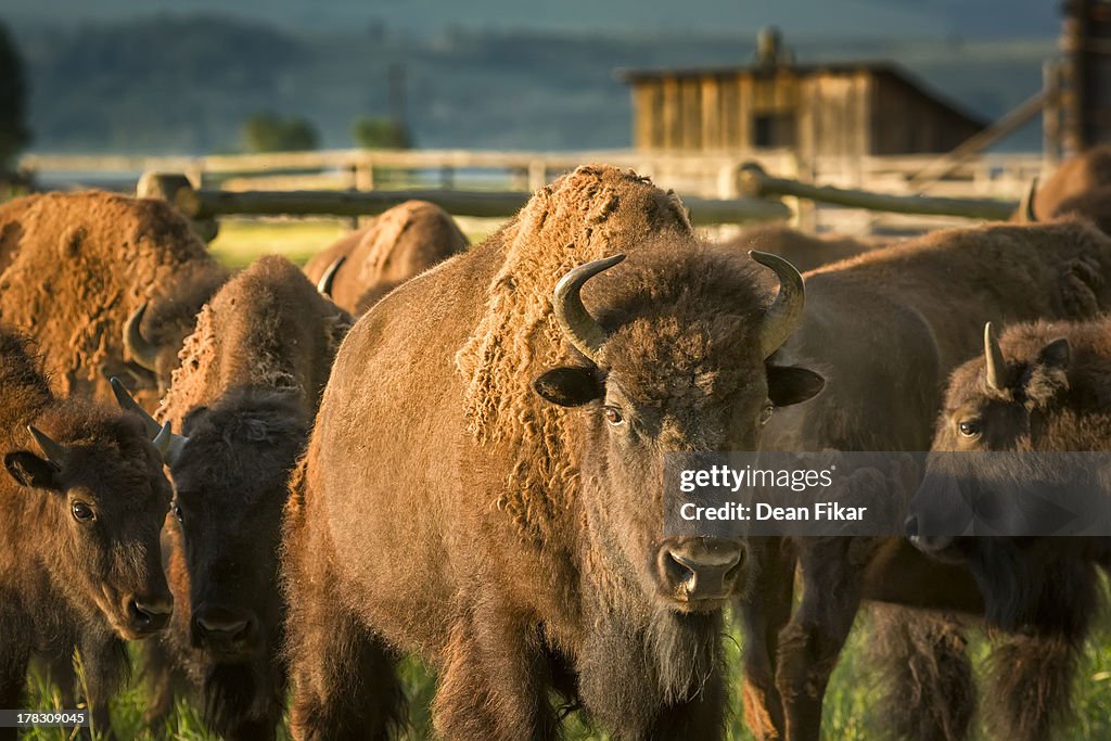 Buffalo herd migrating across mormon row