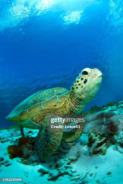 green sea turtle - 沖縄県 stock pictures, royalty-free photos & images