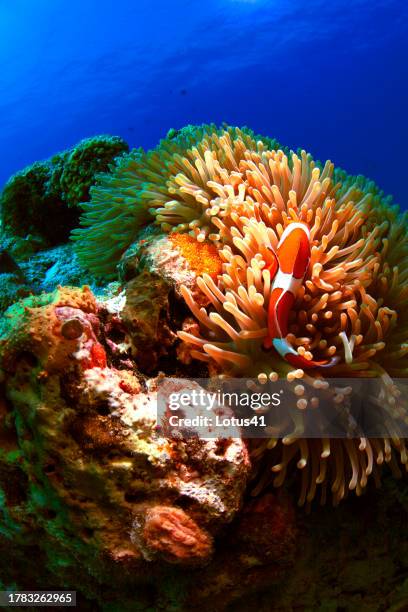 clown anemonefish - 沖縄県 stock pictures, royalty-free photos & images