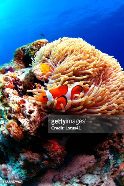 clown anemonefish - 沖縄県 stock pictures, royalty-free photos & images