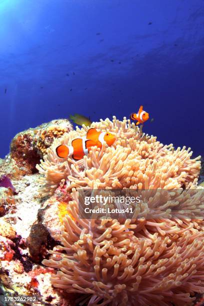 clown anemonefish - 沖縄県 stock pictures, royalty-free photos & images