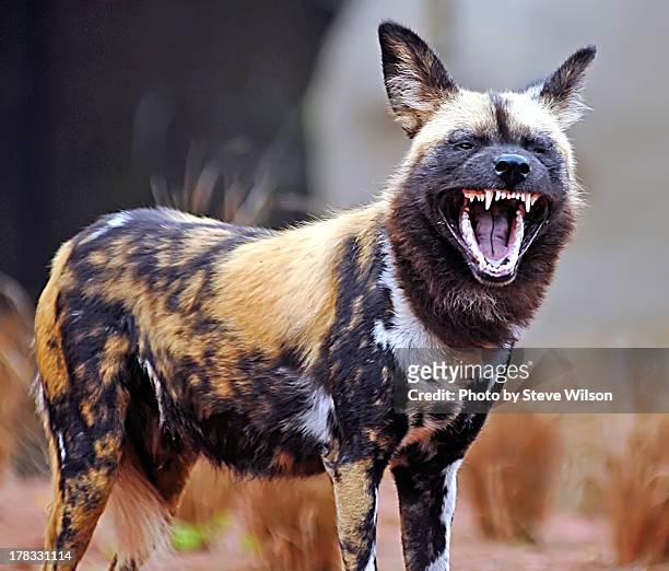 painted dog showing teeth - lycaon photos et images de collection