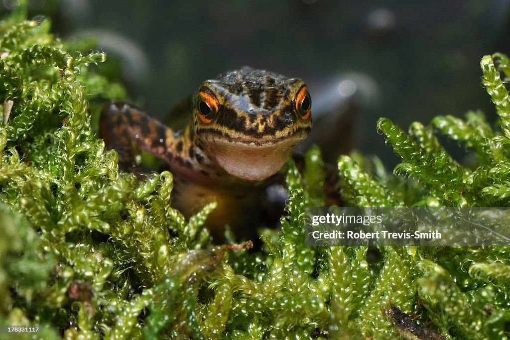 Palmate Newt