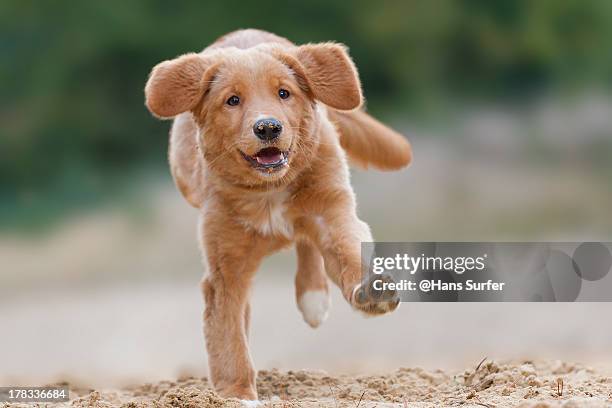 happy running toller on one feet - tollare bildbanksfoton och bilder