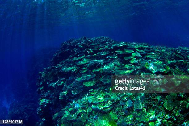 coral reef - 沖縄県 stock pictures, royalty-free photos & images