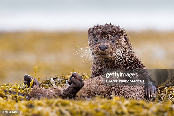 scottish european otter - european otter bildbanksfoton och bilder