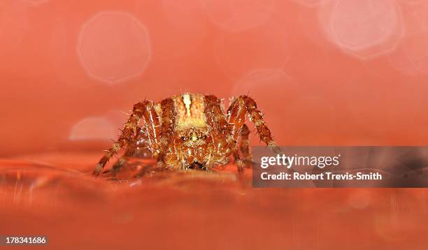 172 The Spiders From Mars Stock Photos, High-Res Pictures, and Images -  Getty Images