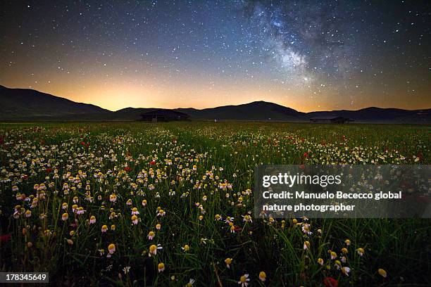 Spring Fields Night Flower Field At Night Photos and Premium High Res Pictures - Getty Images