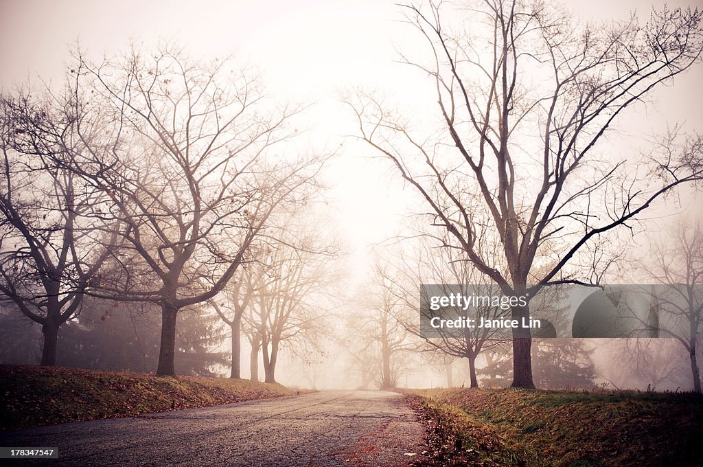 Winter foggy day with on tree-lined road