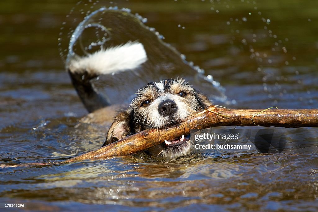 Dachshund terrier mix with stick