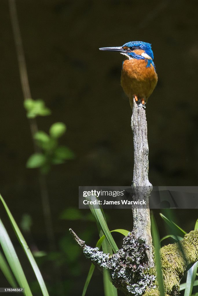 Common kingfisher