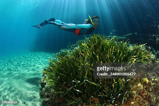 posidonia, sol y buceo - free diving stockfoto's en -beelden
