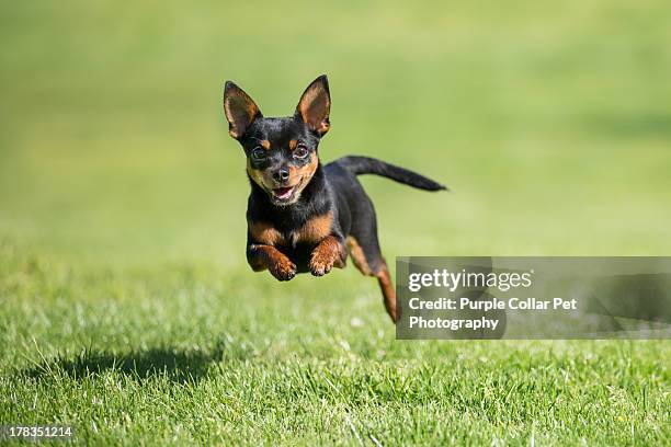 chihuahua dog running across grass - chihuahua perro de pura raza fotografías e imágenes de stock