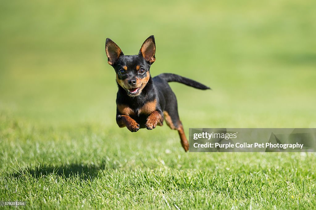 Chihuahua dog running across grass