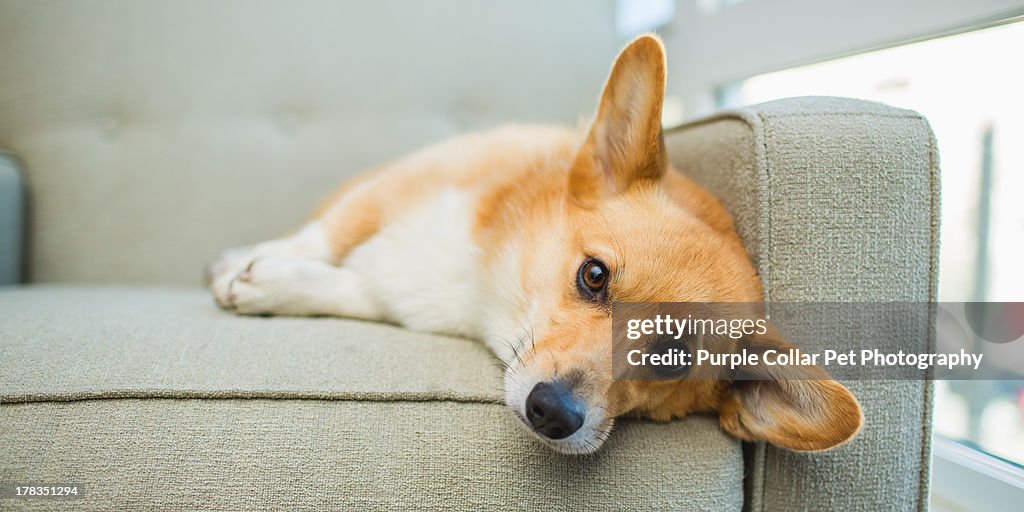Tired Welsh Corgi dog rests on chair indoors