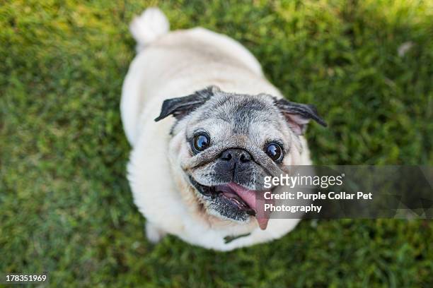 happy pug dog looks up at camera - パグ ストックフォトと画像