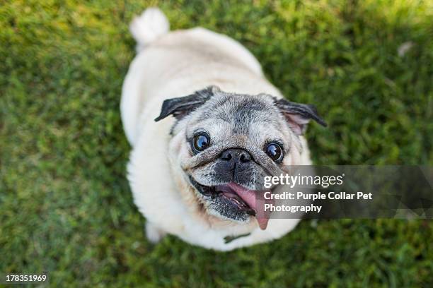 happy pug dog looks up at camera - mopshond stockfoto's en -beelden