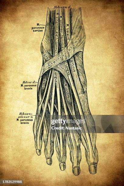 the muscles on the dorsal side of the foot - skeleton anatomical position stock illustrations
