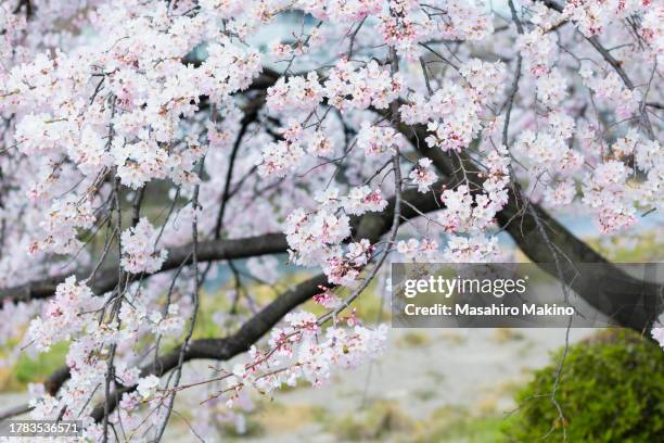 cherry blossoms - oriental cherry tree stock pictures, royalty-free photos & images