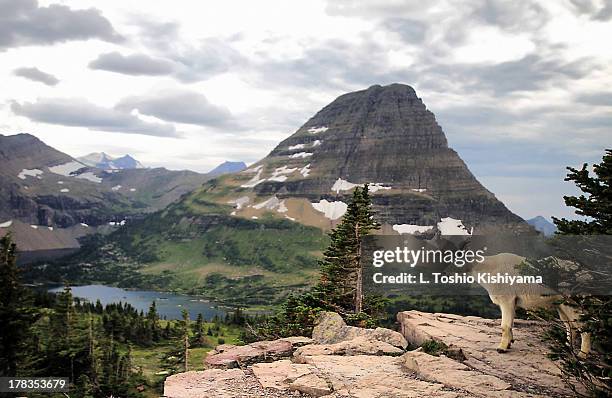 mountain goat at glacier national park in montana - glacier national park us stock pictures, royalty-free photos & images