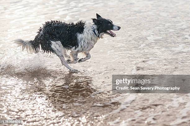 just like jesus - collie stock pictures, royalty-free photos & images