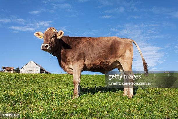 swiss brown cow from amden, switzerland - cow side view stock pictures, royalty-free photos & images