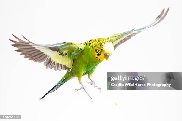 green budgerigar in flight - bird flying towards stock pictures, royalty-free photos & images