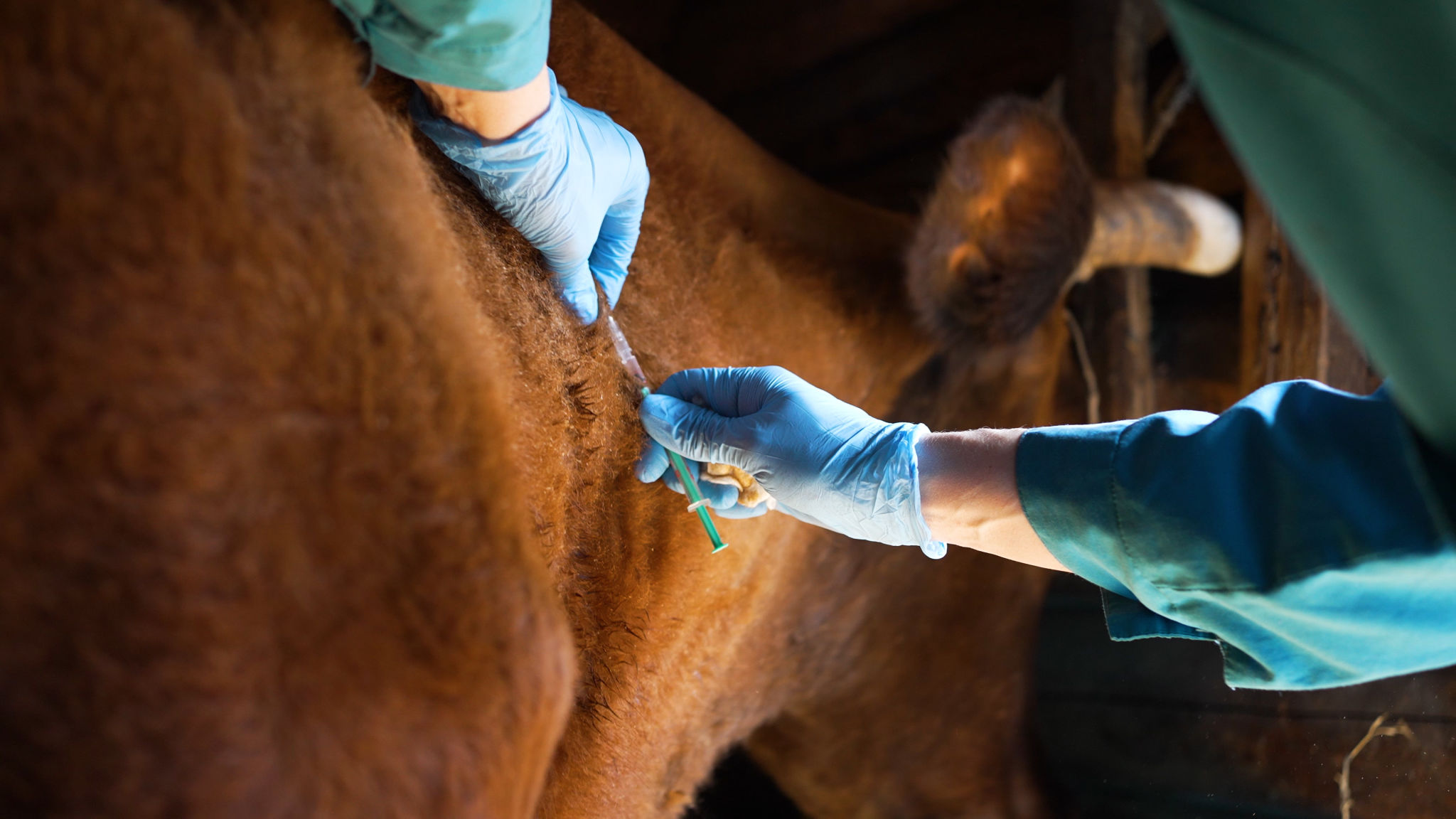 veterinarian cattle