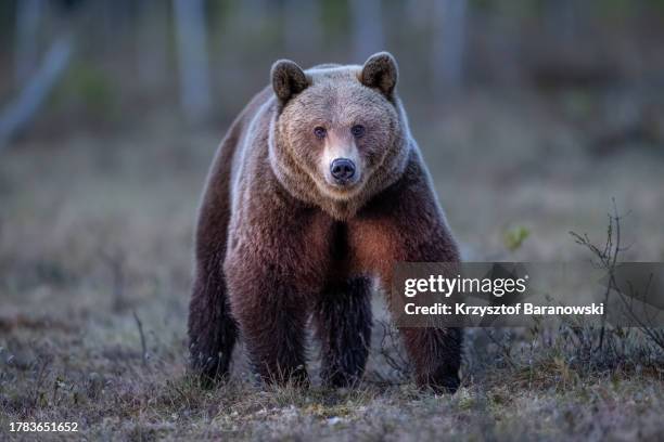 brown bear photography in the swamp , northern finland - oso fotografías e imágenes de stock
