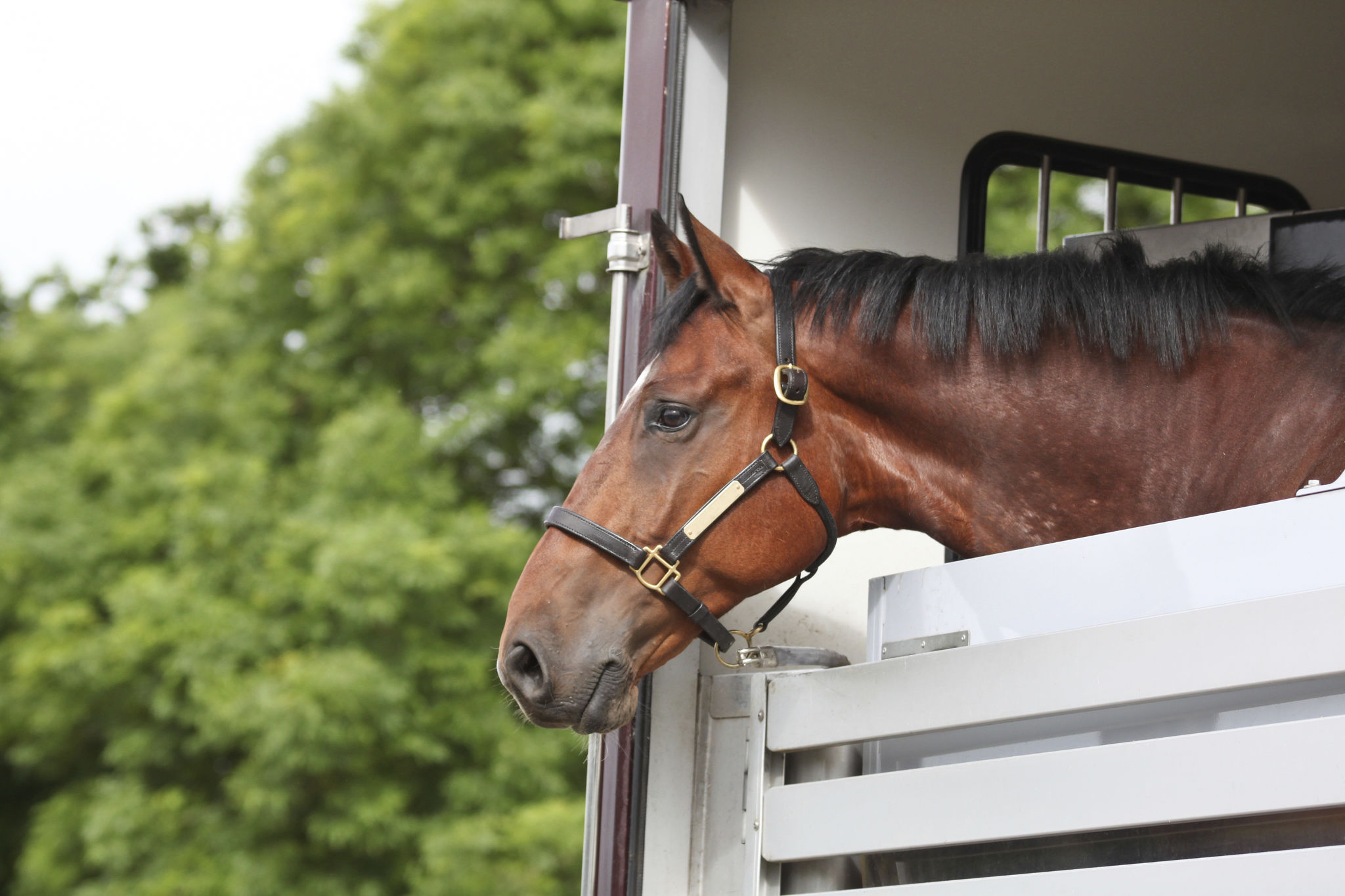 horse transportation